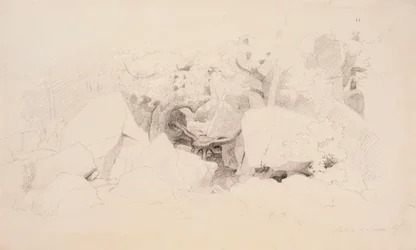 Scaglie di pietra nella foresta
