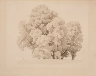 Gruppo di alberi a foglia