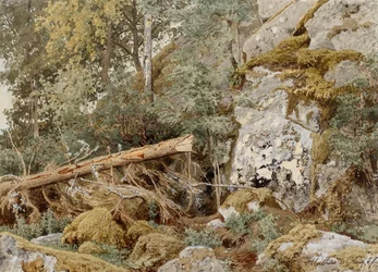 Roccia muschiata nella foresta