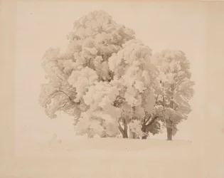 Gruppo di alberi a foglia