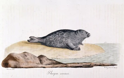 Foca comune - disegno di Werner