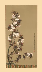I fiori di ciliegio di Mikawa