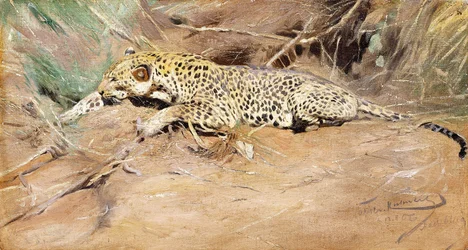 Un leopardo