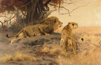 Un Leone e una Leonessa nella Savana