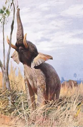 Elefante africano, illustrazione da Wildlife of the World, c.1910