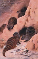 Mangusta fasciata, illustrazione da Wildlife of the World, c.1910