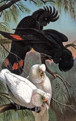 Cacatua di Banks, ca. 1910