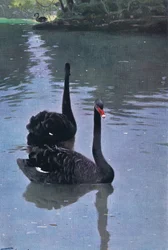 Cigno nero, illustrazione da Fauna selvatica del mondo, ca. 1910