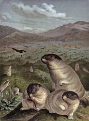 Marmotta Bobak
