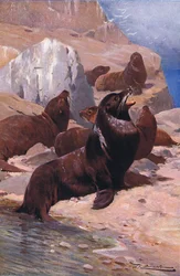 Leone marino californiano, da Wildlife of the World pubblicato da Frederick Warne & Co, c.1900