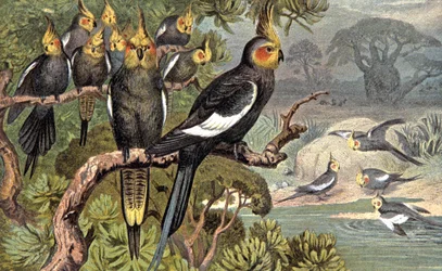 Cacatua, ca. 1910