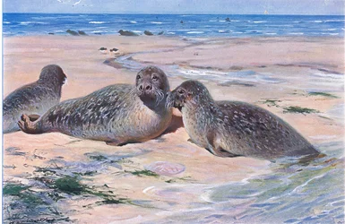 Foca comune, da Wildlife of the World pubblicato da Frederick Warne & Co, c.1900