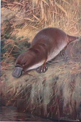 Ornitorinco, illustrazione da Fauna del Mondo, c.1910