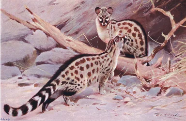 Genetta di Dungola, illustrazione da Wildlife of the World, c.1910