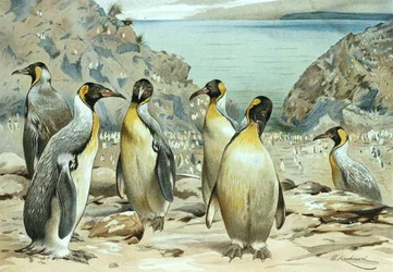 Pinguino imperatore, tavola da "Brehms Tierleben: Allgemeine Kunde des Tierreichs", vol.6, p.170, pubblicato da Bibliographisches Institut