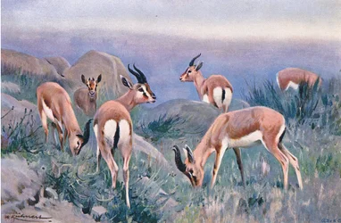 Gazzella, da Wildlife of the World pubblicato da Frederick Warne & Co, c.1900