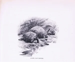 Tartarughe Giganti, illustrazione da Fauna del Mondo, c.1910