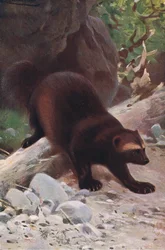 Ghiottone o wolverine, da Wildlife of the World pubblicato da Frederick Warne & Co, c.1900
