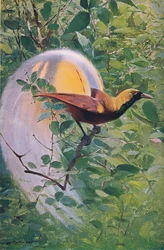 Grande Uccello del Paradiso, illustrazione da Fauna del Mondo, c.1910