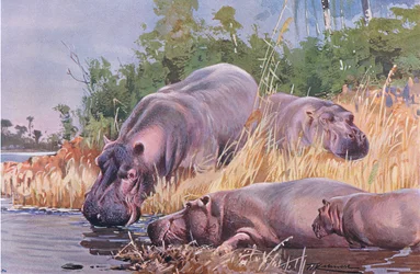 Ippopotamo, illustrazione da Wildlife of the World, c.1910