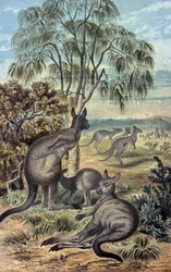 Canguri