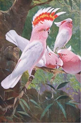 Cacatua di Leadbeater, illustrazione da Fauna selvatica del mondo, ca. 1910