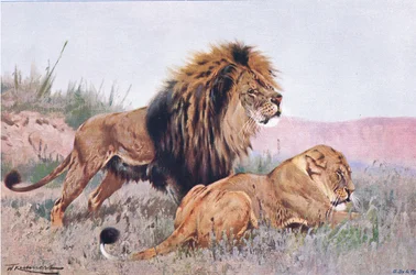 Leone e leonessa, illustrazione da Wildlife of the World, c.1910