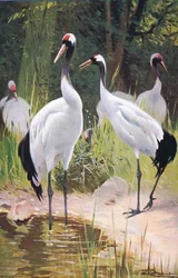 Gru della Manciuria, da Wildlife of the World pubblicato da Frederick Warne & Co, ca. 1900