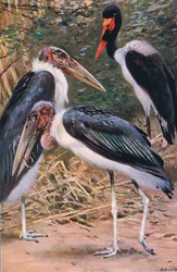 Marabù e Jabiru, illustrazione da Wildlife of the World, c.1910