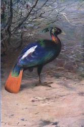 Monal, da Wildlife of the World pubblicato da Frederick Warne & Co, c.1900