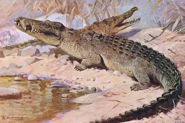 Coccodrillo del Nilo, illustrazione da Wildlife of the World, ca. 1910