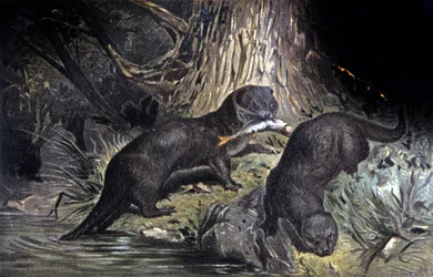 Lontra