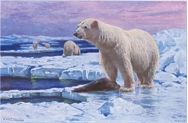 Orso polare, da Wildlife of the World pubblicato da Frederick Warne & Co, c.1900