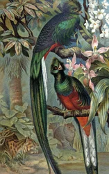 Quetzal splendente, c.1910 (illustrazione)
