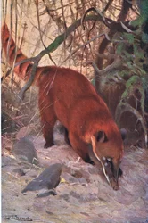 Coati rosso, da Wildlife of the World pubblicato da Frederick Warne & Co, c.1900