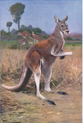 Canguro Rosso, illustrazione da Fauna del Mondo, c.1910