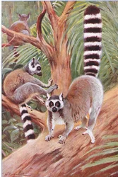 Lemure dalla coda ad anelli, illustrazione da Wildlife of the World, 1910 circa