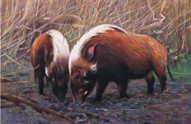 Cinghiale di fiume, illustrazione da Wildlife of the World, c.1910