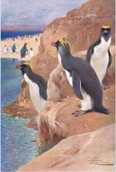 Pinguino delle rocce, illustrazione da Fauna del Mondo, c.1910