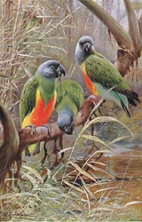 Pappagallo del Senegal, illustrazione da Wildlife of the World, c.1910