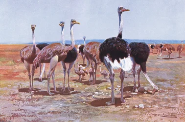 Struzzo somalo, illustrazione da Wildlife of the World, c.1910