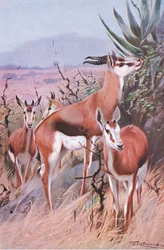 Springbok, illustrazione da Wildlife of the World, c.1910