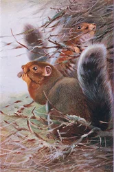 Scoiattolo di St. Paul, illustrazione da Wildlife of the World, c.1910
