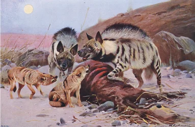Iena striata e sciacallo, da Wildlife of the World pubblicato da Frederick Warne & Co, c.1900