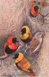 Uccelli tessitori, illustrazione da Wildlife of the World, c.1910