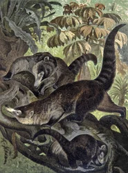 Coati dal naso bianco