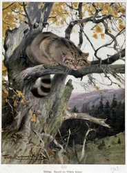 Gatto selvatico