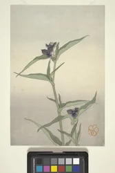 Studio di Fiori, c.1908