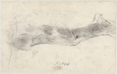 Studio di un albero