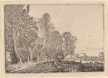 Strada al margine della foresta